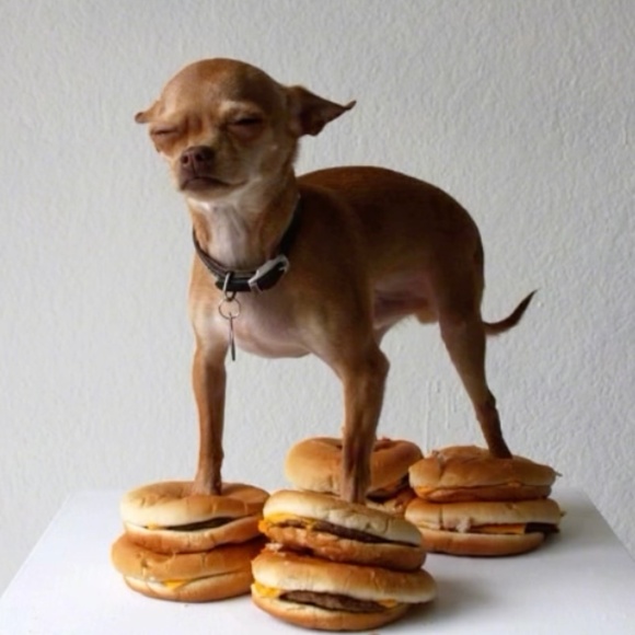 Meet your Posher, Kenzie - Picture 1 of 1